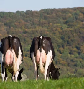 Vacas leiteiras com úbere cheio
