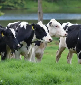 Bovinos leiteiros em um pasto