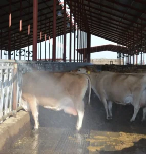 Vacas recebendo jato de água para resfriamento