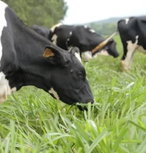 Vacas leiteiras em uma pastagem