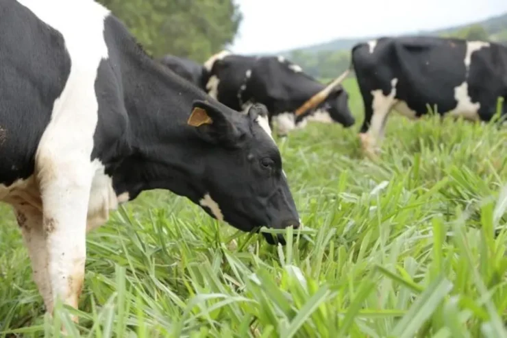 Vacas leiteiras em uma pastagem