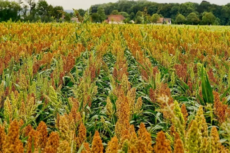 Plantação de sorgo