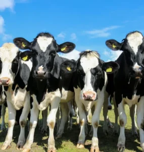 Vacas leiteiras