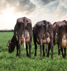 Vacas leiteiras em uma pastagem