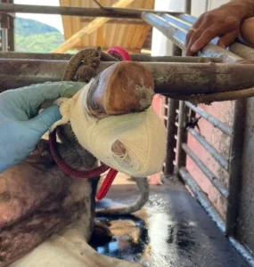 Casqueamento preventivo em bovinos