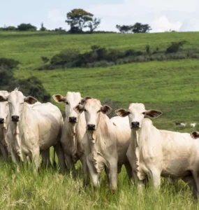 Bovinos de corte em uma pastagem