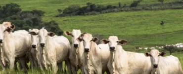 Bovinos de corte em uma pastagem
