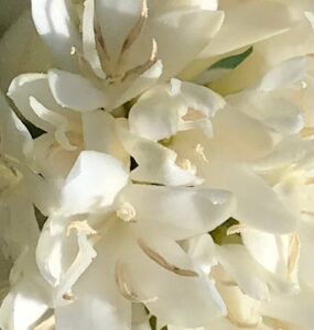 Flor do cafeeiro