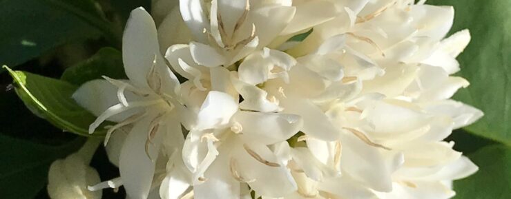 Flor do cafeeiro