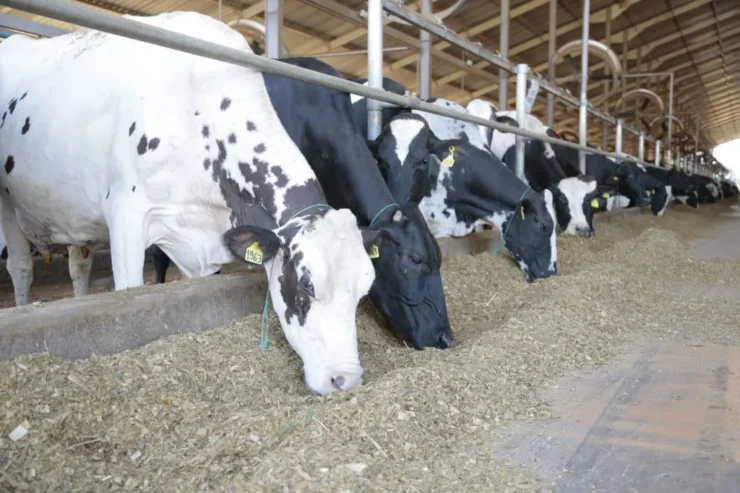 Vacas se alimentando em fazenda
