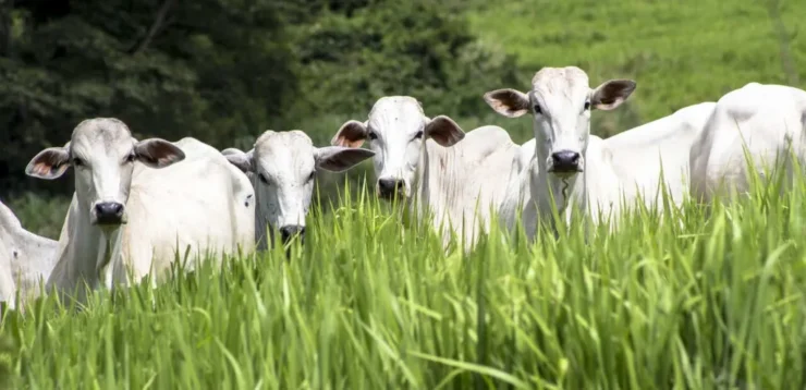 Bovinos de corte em uma pastagem