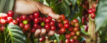 Colheita de café