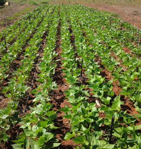 Plantação de feijão