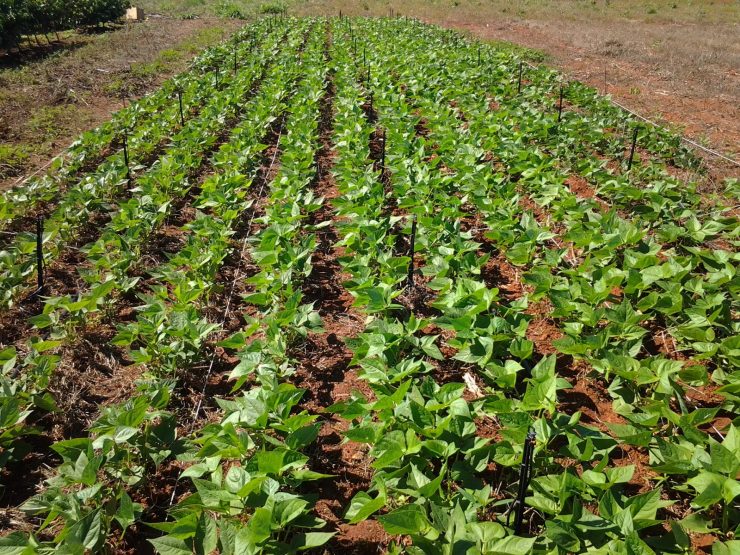 Plantação de feijão