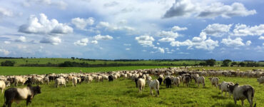 Vários bovinos de corte em um pasto