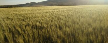 Plantação de trigo