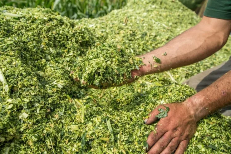 Silagem de milho para dieta de bovinos leiteiros
