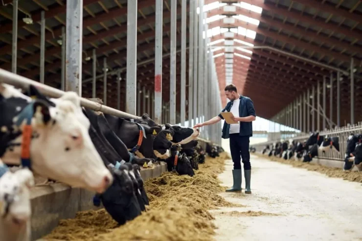 Homem conferindo situação de vacas leiteiras