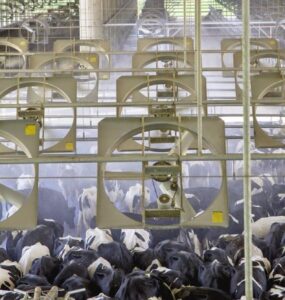 Vacas leiteiras recebendo ventilação para evitar estresse térmico