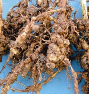 Raiz com nematoides