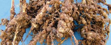 Raiz com nematoides