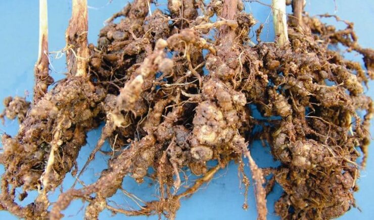 Raiz com nematoides