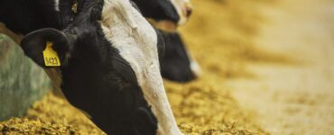 Vacas leiteiras se alimentando