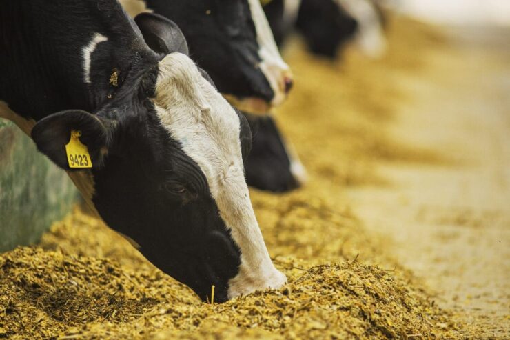 Vacas leiteiras se alimentando
