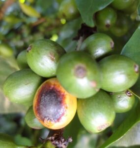 Fruto de café com cercosporiose