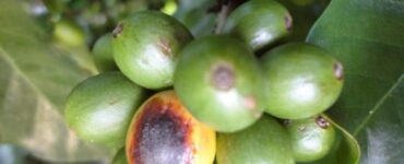 Fruto de café com cercosporiose