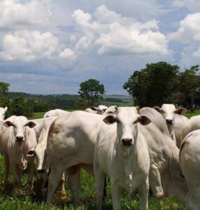 Gado de corte no pasto