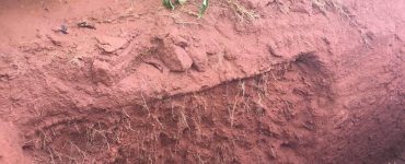 Solo compactado em lavoura de café