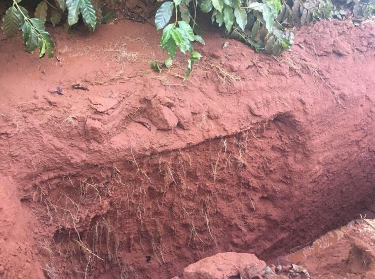 Solo compactado em lavoura de café