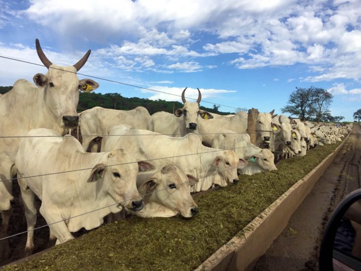 alimentação de bovinos de corte