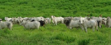 Bovinos de corte em uma pastagem bem manejada
