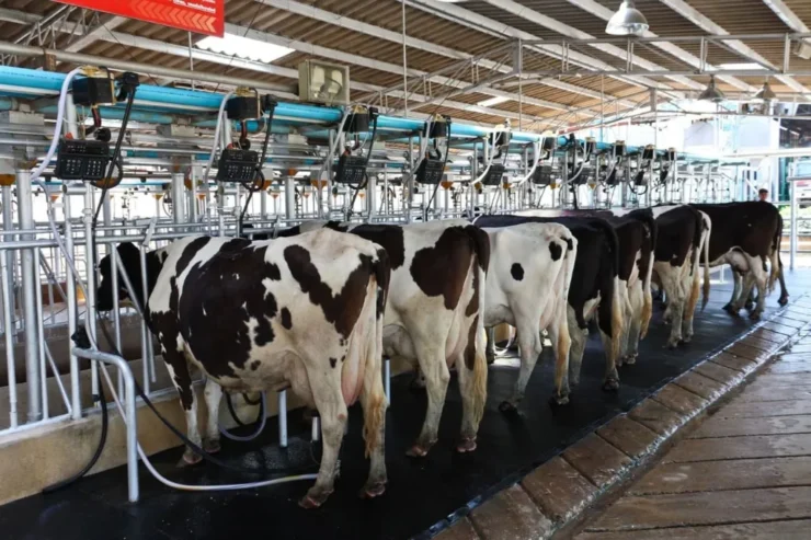 Vacas leiteiras em um local higienizado
