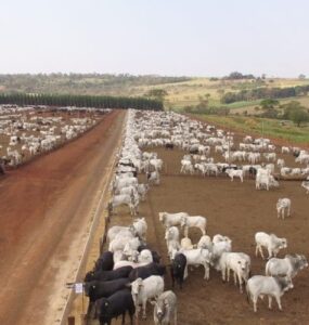 Sistema de produção de gado de corte
