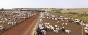 Sistema de produção de gado de corte
