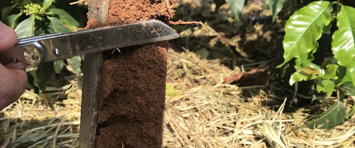 Amostra de solo para análise