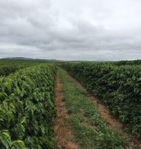 Imagem de um cafezal