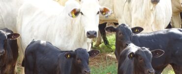 Vaca e bezerros em uma propriedade da pecuária de corte