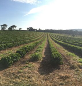Lavoura de café