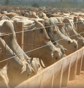 Gado alimentando no confinamento