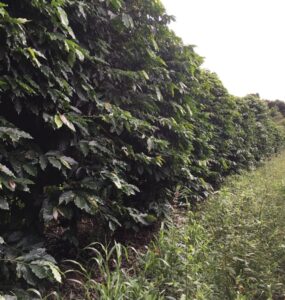 Cafezal bem cuidado após ser usado calcário no solo em que está plantado