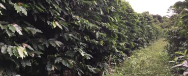 Cafezal bem cuidado após ser usado calcário no solo em que está plantado