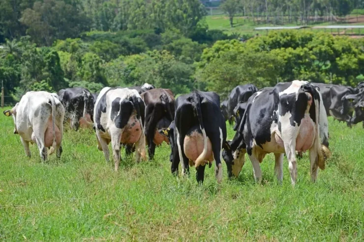 Vacas leiteiras no pasto