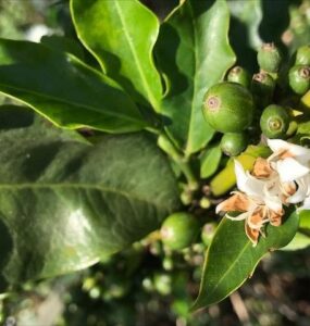 Fruto de café verde e flor no mesmo ramo