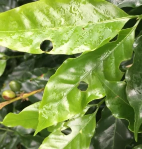 Folhas do cafeeiro atacadas por lagartas