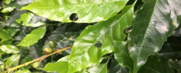 Folhas do cafeeiro atacadas por lagartas