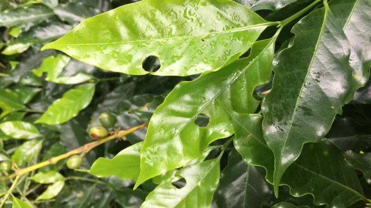 Folhas do cafeeiro atacadas por lagartas
